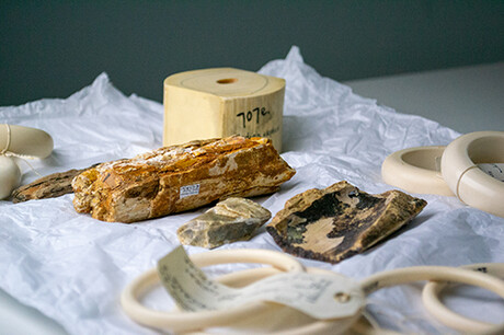 Raman spectroscopy used to detect illegal ivory Raman spectroscopy used to detect illegal ivory