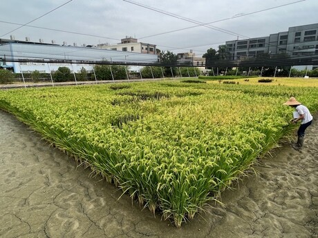 Biofortified rice to combat vitamin B1 deficiency