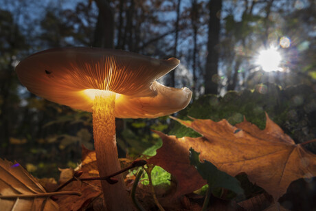 Traumatic injury behind majority of LSD, psilocybin-related deaths Traumatic injury behind majority of LSD, psilocybin-related deaths