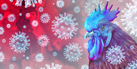 Bird flu found in Victorian egg farm, returned traveller Bird flu found in Victorian egg farm, returned traveller
