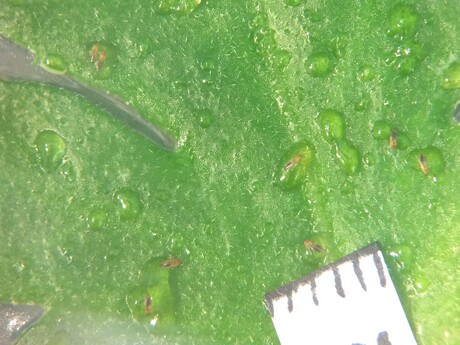 Sticky pesticide to protect crops from insects