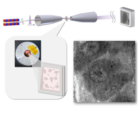 Soft X-rays observe carbon-based structures in living cells