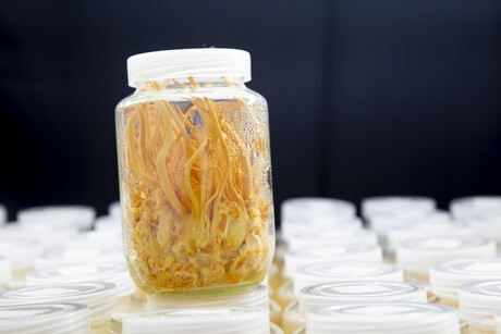 US$14.8 million partnership on precision fermented food