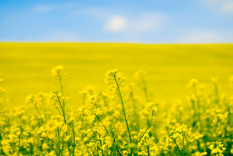 Arnott&#39;s and Cargill drive eco safe canola production