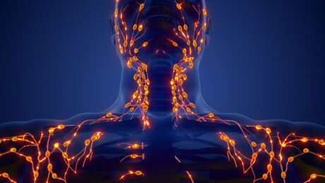 &#39;Artificial lymph node&#39; has the potential to treat cancer