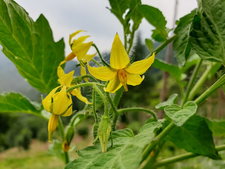 Tomato flowering time: research Tomato flowering time: research
