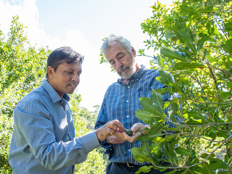 Research: Futureproofing the Aussie macadamia industry