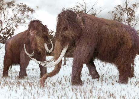 3D genome reconstructed from freeze-dried woolly mammoth 3D genome reconstructed from freeze-dried woolly mammoth