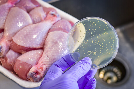 Count every chicken: <em>Salmonella</em> risk research&nbsp;