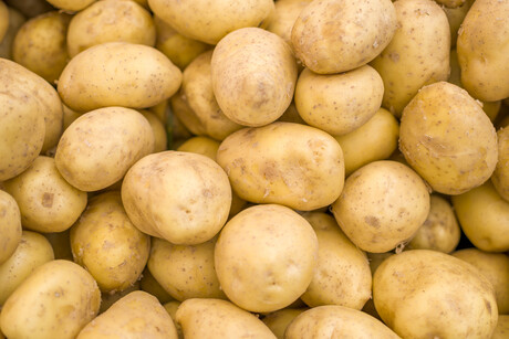 Genetically modified potato: call for comment Genetically modified potato: call for comment