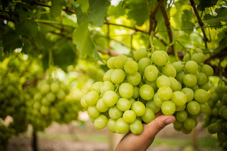 Grape gains: fortifying Aussie table grape exports Grape gains: fortifying Aussie table grape exports
