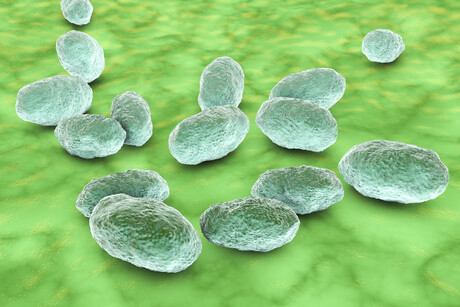 Respiratory bacteria can &#39;turn off&#39; the immune system