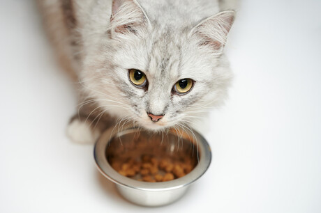 Tastier cat food flavours for our feline friends