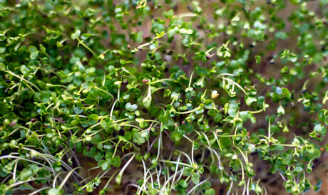 La Trobe finalist in NASA space food competition La Trobe finalist in NASA space food competition