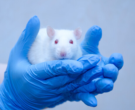 NSW Govt funds body to reduce animals in medical research