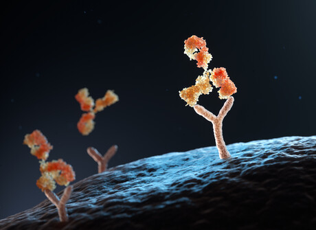 Autoantibodies cause lifelong susceptibility to viral infections Autoantibodies cause lifelong susceptibility to viral infections