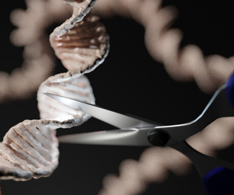 CRISPR used to reduce hepatitis B virus levels CRISPR used to reduce hepatitis B virus levels