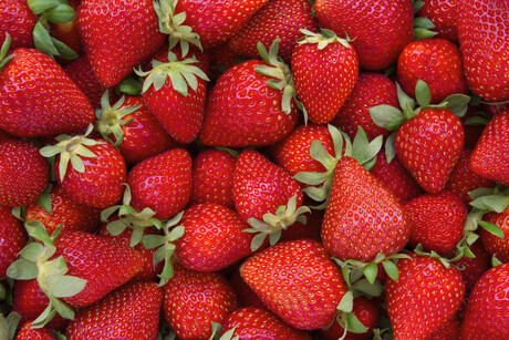 A &#39;Stella&#39; new strawberry on the Aussie market