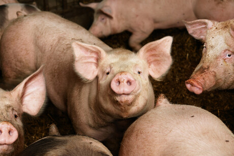 Genetic signatures of domestication found in pigs and chickens Genetic signatures of domestication found in pigs and chickens
