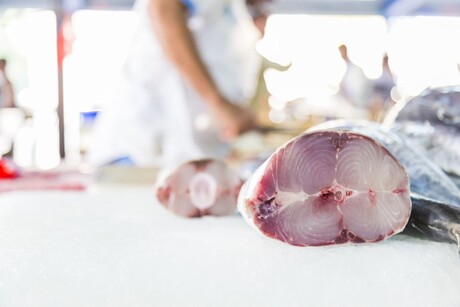 A new fish for New Zealand aquaculture A new fish for New Zealand aquaculture