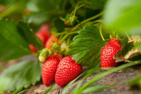 Using AI algorithm to improve strawberry disease detection