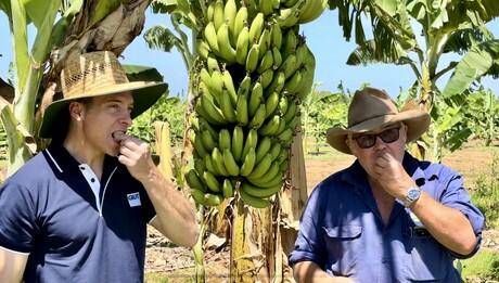 How does the GM variety of Cavendish banana taste?