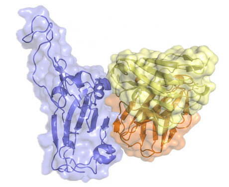 Monoclonal antibody shows protection against COVID variants