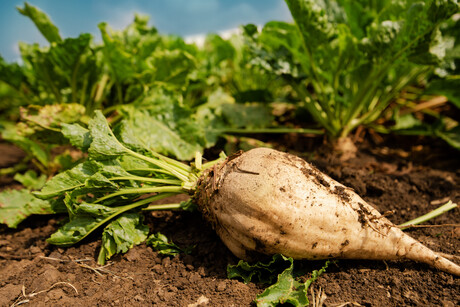 FSANZ call for industry comment on food made from GM sugar beet line FSANZ call for industry comment on food made from GM sugar beet line
