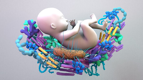 Pioneer bacteria analysed in newborns&#39; microbiomes