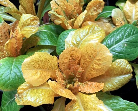 Beta-carotene multiplied in plant leaves Beta-carotene multiplied in plant leaves