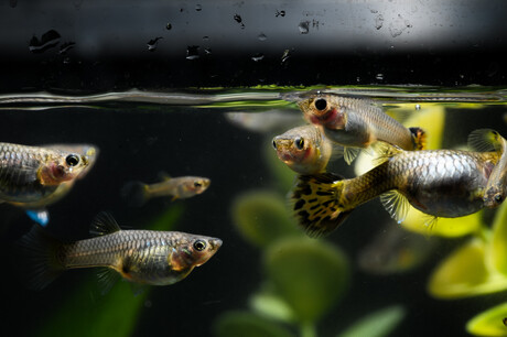 Antidepressant pollution is altering fish behaviour