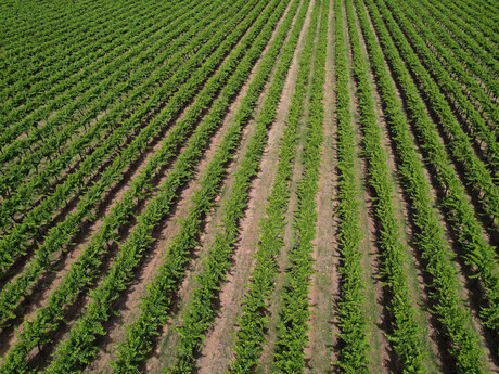 Viticulture research program aims to boost NZ vineyard productivity