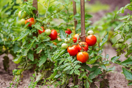 FSANZ responds to tomato virus food safety concerns