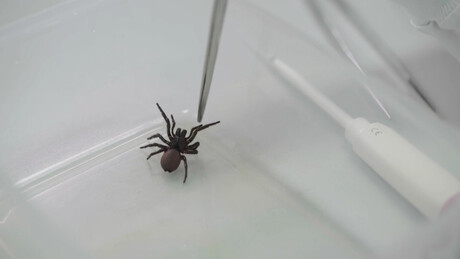 Spider venom heart drug to enter human trials