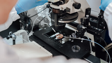 Rejuvenating aged egg cells to improve IVF outcomes