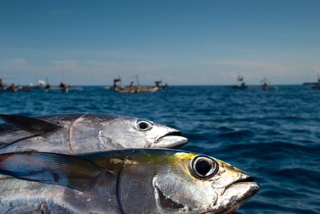 Boosting the transparency of the &#39;missing link&#39; in the seafood cold chain