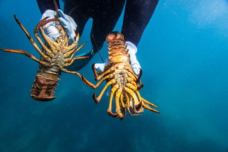 Rock lobster, rock lobster: live exports to China set to resume