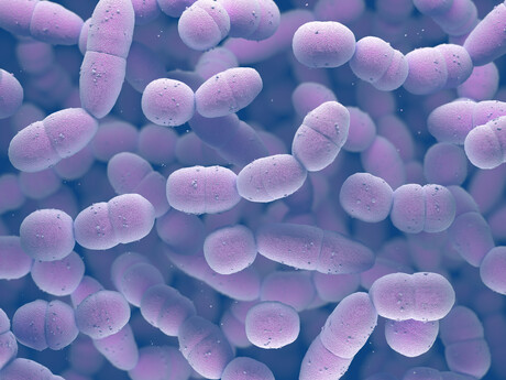 X-ray scattering pinpoints new targets for antibiotics X-ray scattering pinpoints new targets for antibiotics