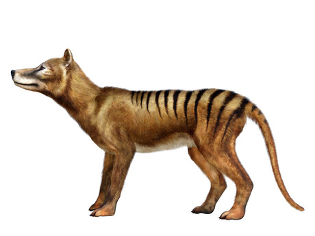 Colossal Biosciences progresses towards thylacine de-extinction