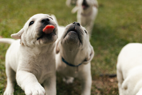 Nestl&eacute; develops algorithm to uncover dogs&#39; bio age