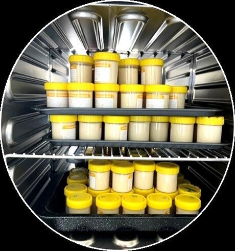 Aussie legumes used to create a creamy lab-cultured yoghurt