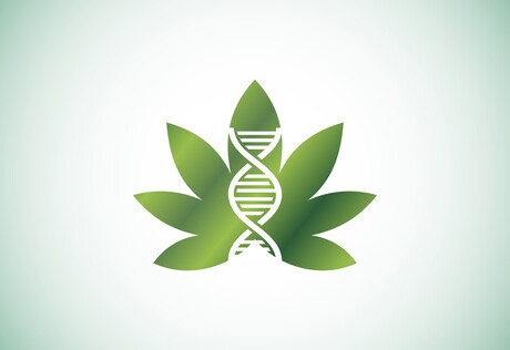 High-potency cannabis use leaves a unique mark on DNA