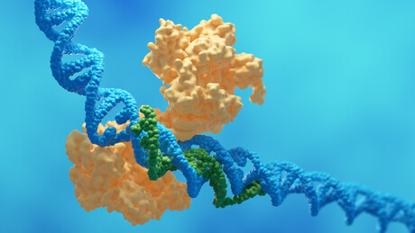 CRISPR molecular scissors can introduce genetic defects