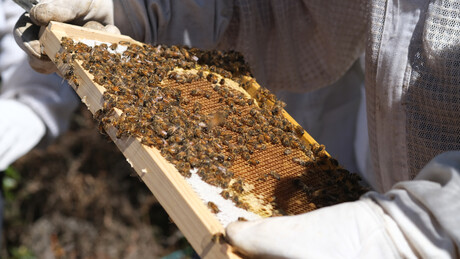 NSW launches new online Varroa Management Tool