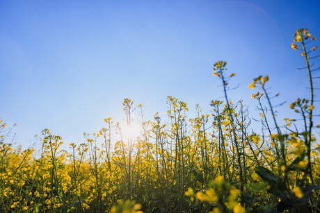 Burcon, Puratos partner for innovative canola protein applications Burcon, Puratos partner for innovative canola protein applications