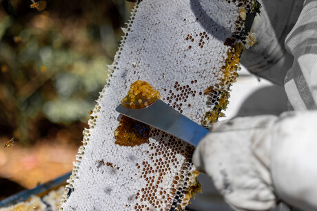 The busy season for beekeepers in Tasmania