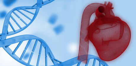 Gene therapy reverses heart failure in large animal model Gene therapy reverses heart failure in large animal model