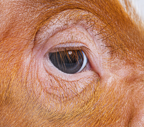 Stem cell transplants treat blindness in mini pigs