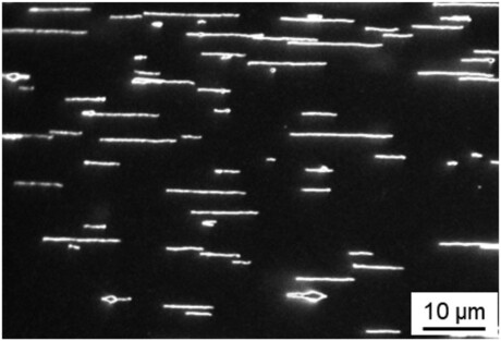 Uncurling and 'gluing down' DNA molecules for sharper imaging Uncurling and 'gluing down' DNA molecules for sharper imaging