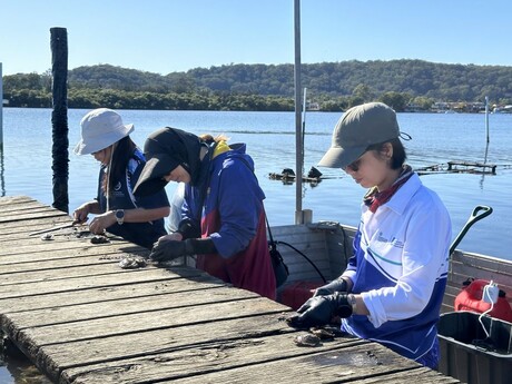 Unlocking the potential of a new high-value edible oyster Unlocking the potential of a new high-value edible oyster